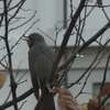 家の裏に野鳥