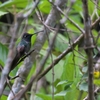アオノドハチドリ Rivoli’s Hummingbird