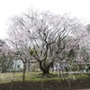 【観光】東京都文京区観光(六義園)