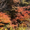 中津峡(埼玉)の紅葉を見に行きました。