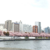 【浅草】2016桜満開☆隅田公園