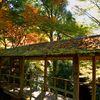 京都の紅葉を見るたびに～行きたい、行きたいと思うばかりなので、地元四国の紅葉を満喫すべし