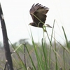 タニシトビ Snail Kite
