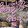 久しぶりの喜福世（キッポヨ）さんの焼肉ランチと今日の桜、満開間近です！