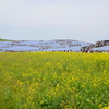 国営ひたち海浜公園のネモフィラ（のお花畑）が想像以上にすごかった。