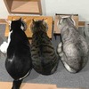 自粛してます