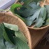 無花果葉(ムカカヨウ)