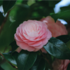 花一華／MAKOOTO