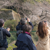 2019 桜の開花情報