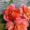 ＊オレンジ色のバラ♡