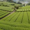 茶畑散歩　池ノ谷池と桐の花