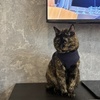おるしゅばん。