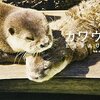 【2/23~】今回は名古屋にも巡回❗️写真＆物販展「カワウソほんと展」でカワウソの可愛さに思う存分癒されよう❗️