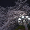 曇りで桜が画にならないなら、夜桜を撮ればいいじゃない？