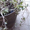 観葉植物に＊