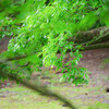 一碧湖の雨