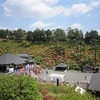 塩船観音寺_つつじ情報(東京都青梅市)