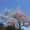 玉縄桜