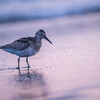 Great Knot