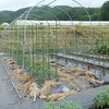 トマトの雨除け用ミニハウス