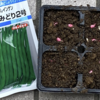 夏野菜　つるなしインゲン01　【種まき】