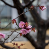 2/28(木）冷たい雨‥最高気温10℃　