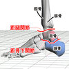 距骨下関節とは？運動軸は？苦手な運動学を3Dですっきり解決