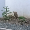 【パラワン島】自然の中で朝ごはんを！リラックスにばっちり！