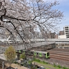 🚃谷中霊園で桜と色々合わせて撮影しました😊