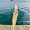 日和山浜の突堤でキス釣り。