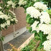 【北海道・初夏】我が家の庭に咲く花