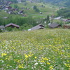 スイス草原の草花たち