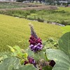 聖書から人間を考える（13）霊に従って歩む