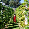 【メルボルンでいちご狩り♡】メルボルンから車で５０分、大粒の新鮮ないちご狩りが出来るThe Strawberry Forest