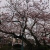 金沢の桜の今