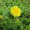 たんぽぽの花には花の風生れ