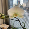 胡蝶蘭の花が咲いた！
