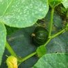 カボチャの様子＆馬入れ小路除草