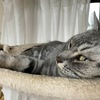 投薬を逃げた先住ネコ、雨の日はツリーで寝たふり＆保護猫くん、ジー様との夜遊び。目力不足の理由は？