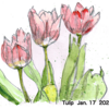 Tulip