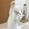 ポムさんついに猫じゃらしを壊す!?