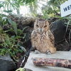 伊豆シャボテン動物公園②