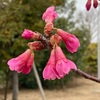 ジョギング中に見かけた草花