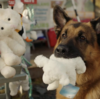 ハドソン＆レックス〜セントジョンズ警察シェパード犬刑事〜Hudson&Rex☆S3-10