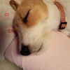 オビ練習（ゆめ）