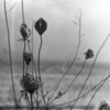  Recondite / Placid