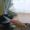 金魚の追星 ＆ 水換えのサイン