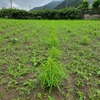 梅雨の長雨・一休み