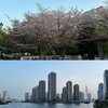 隅田川テラス11キロ：名残の桜を愛でながらテラスを走る