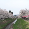 越後高田の桜